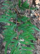 Image of Pteris semipinnata L.