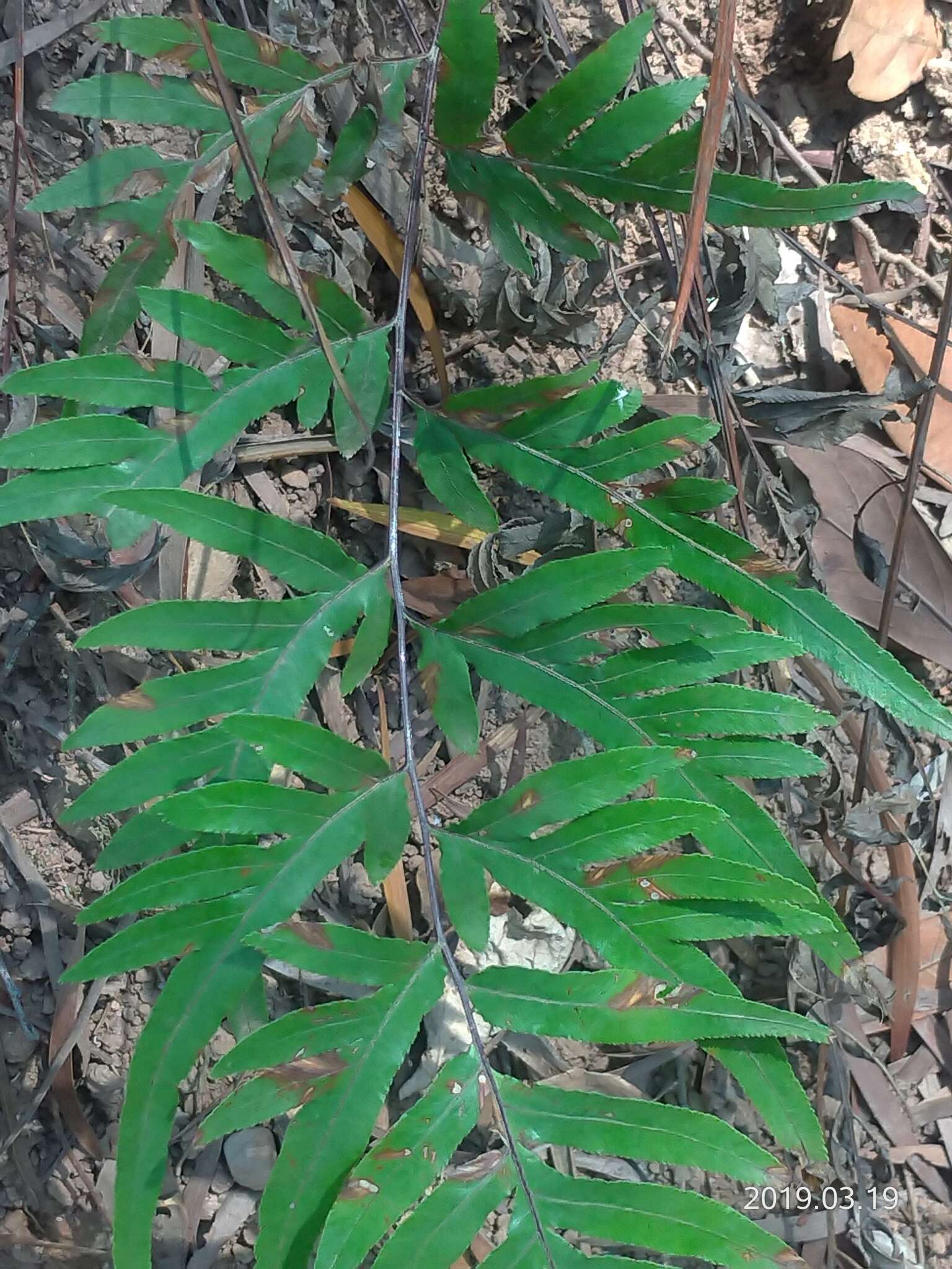 Image of Pteris semipinnata L.