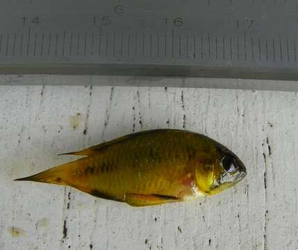 Image of Corumba cichlid