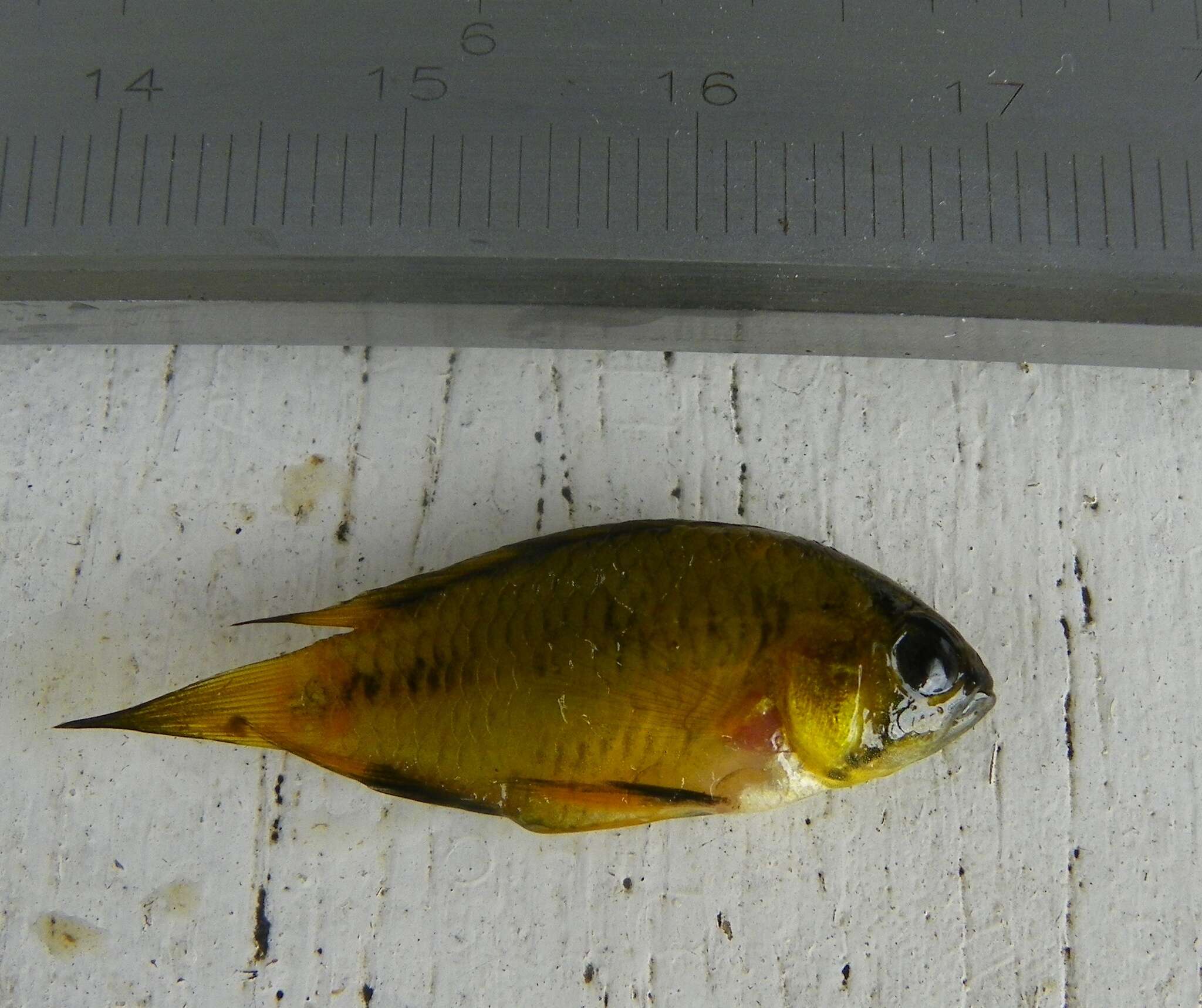 Image of Corumba cichlid