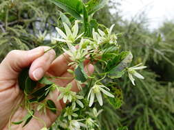 صورة Clematis forsteri J. F. Gmel.