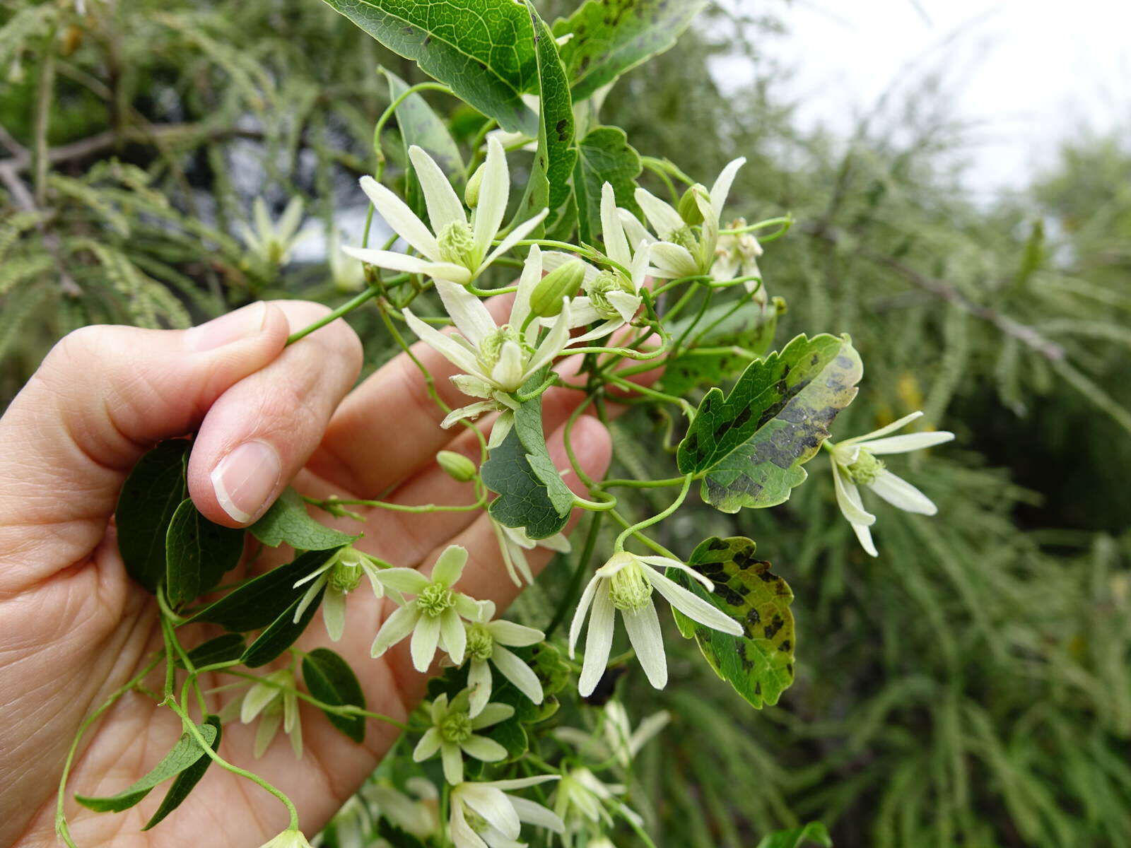 Image of Clematis forsteri J. F. Gmel.