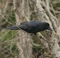 Imagem de Corvus macrorhynchos Wagler 1827