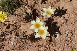 Image of Romulea pearsonii M. P. de Vos