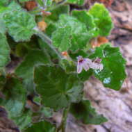 Image of Lobelia ardisiandroides Schltr.