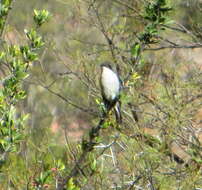 Image of Fiscal Flycatcher