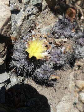 Image of Copiapoa humilis subsp. humilis