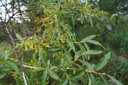 Image of Salix rorida Lacksch.