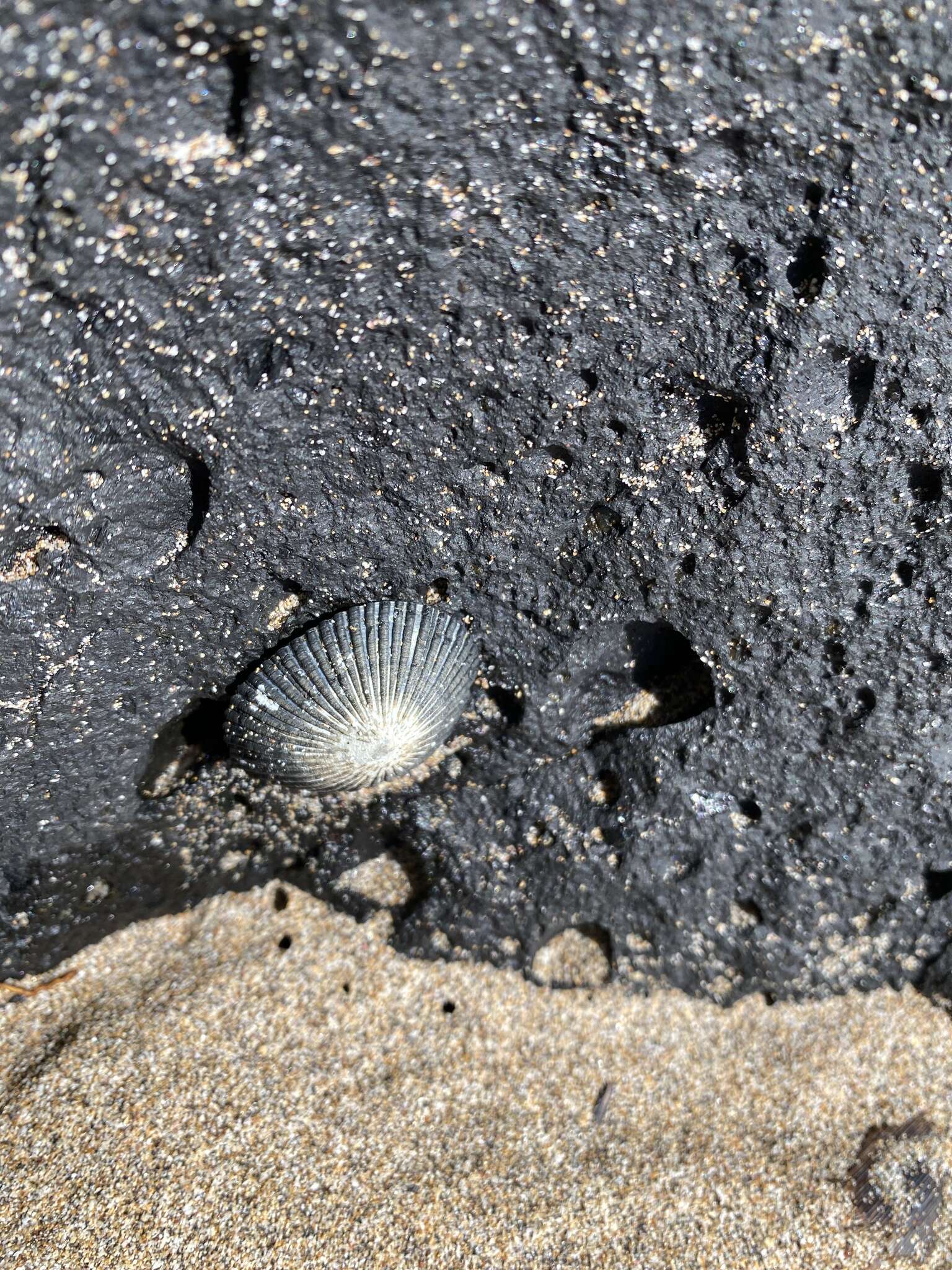 Image of black limpet