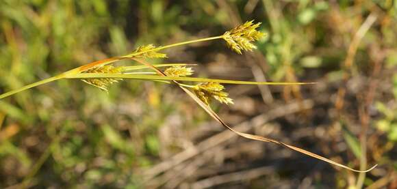 Image of Sand Flat Sedge