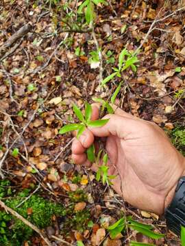 Image of Archeria racemosa Hook. fil.