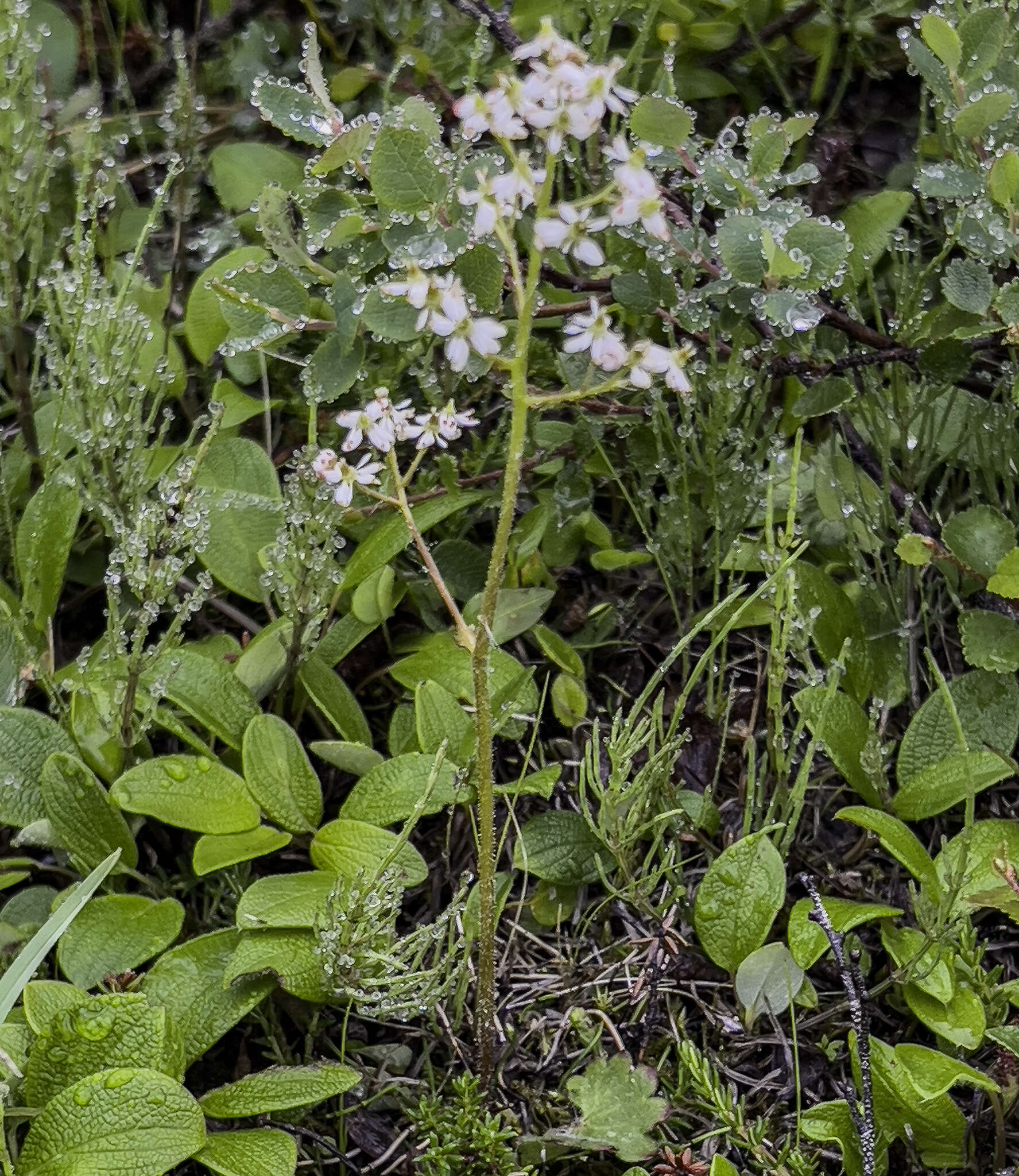 Image of heartleaf saxifrage