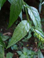 Image de Veronicastrum formosanum (Masam.) Yamazaki