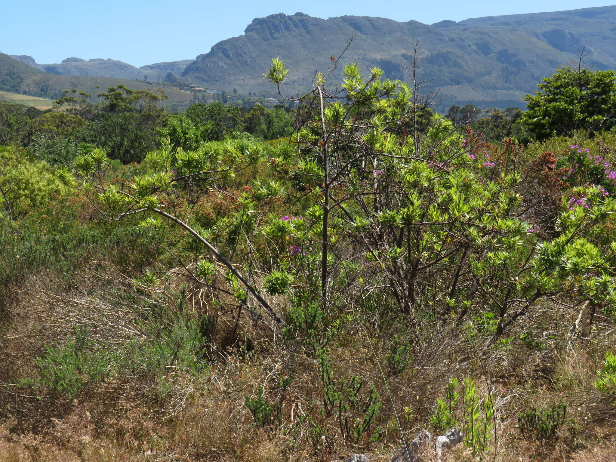 Слика од Searsia angustifolia (L.) F. A. Barkley