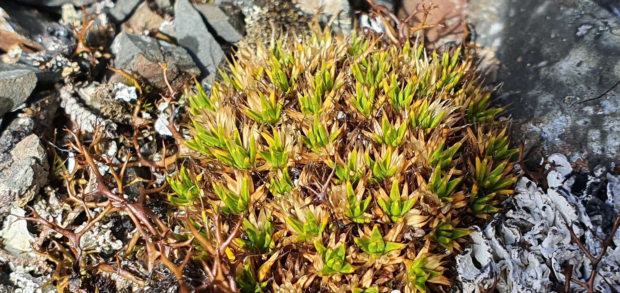 Image of Colobanthus buchananii T. Kirk