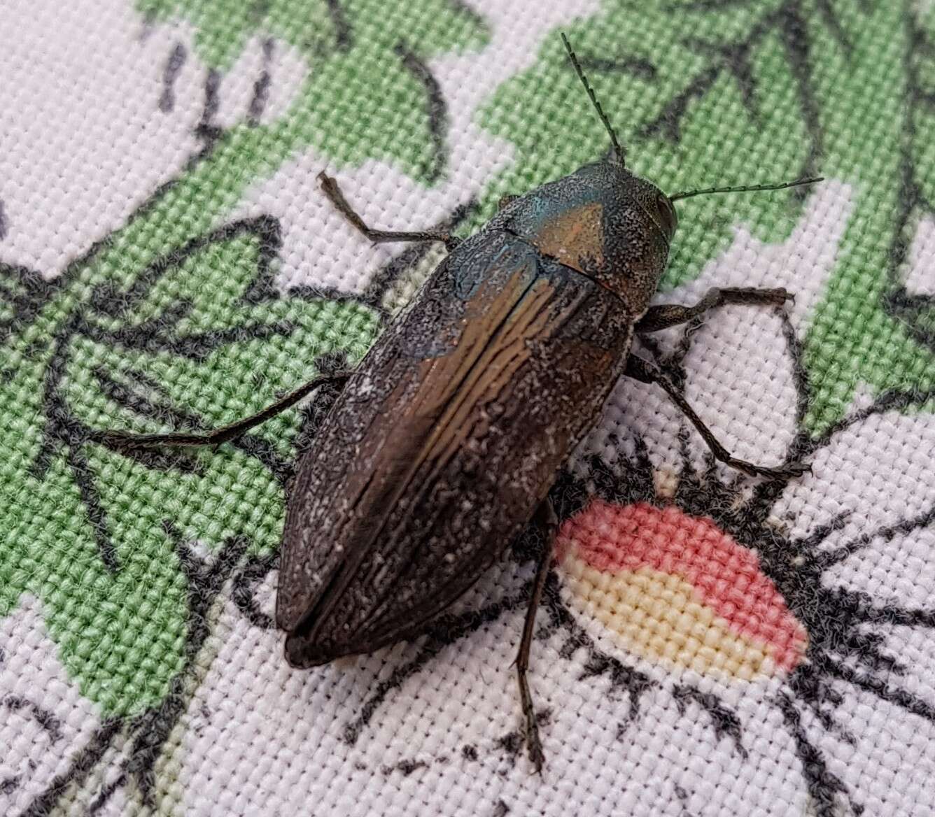 Imagem de Buprestis rustica Linnaeus 1758