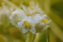 Image of Cuscuta chinensis Lam.