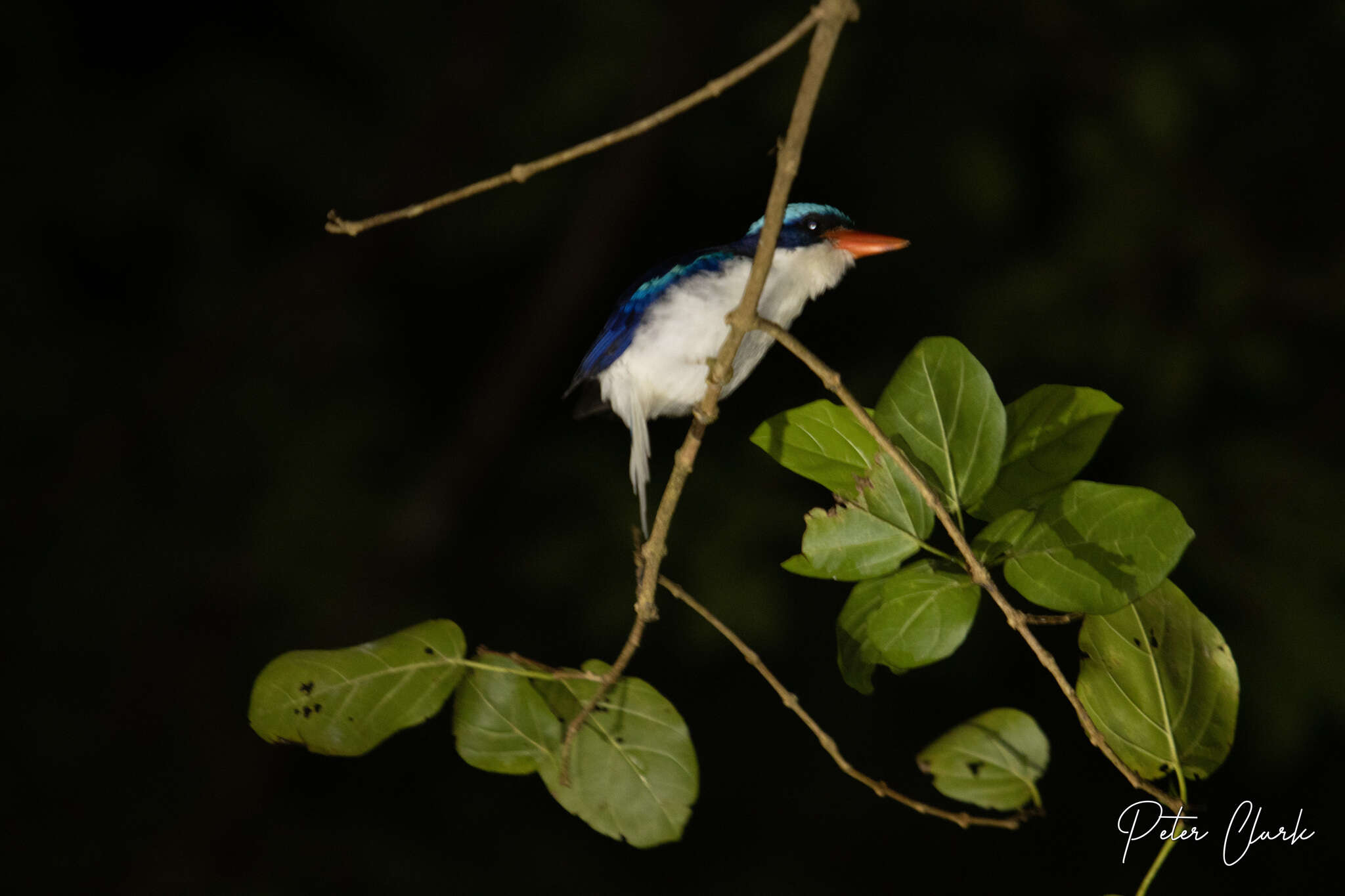 Image of Common Paradise Kingfisher