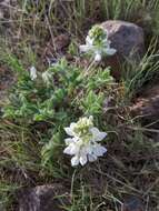 Lupinus malacophyllus Greene resmi