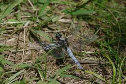 Imagem de Orthetrum japonicum (Uhler 1858)