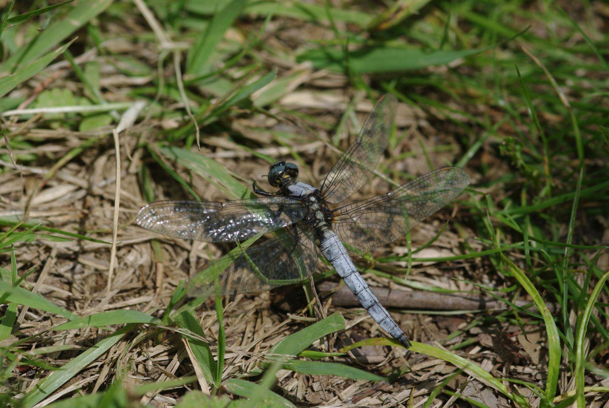 Imagem de Orthetrum japonicum (Uhler 1858)