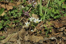 Image of Ornithogalum woronowii Krasch.