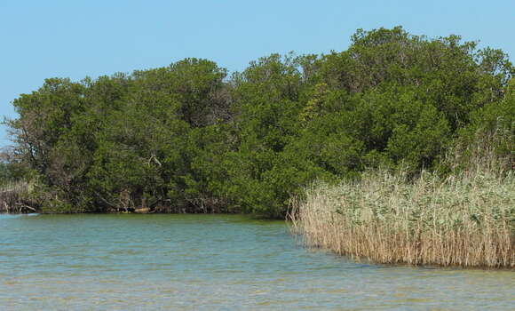 Image of <i>Lumnitzera <i>racemosa</i></i> var. racemosa