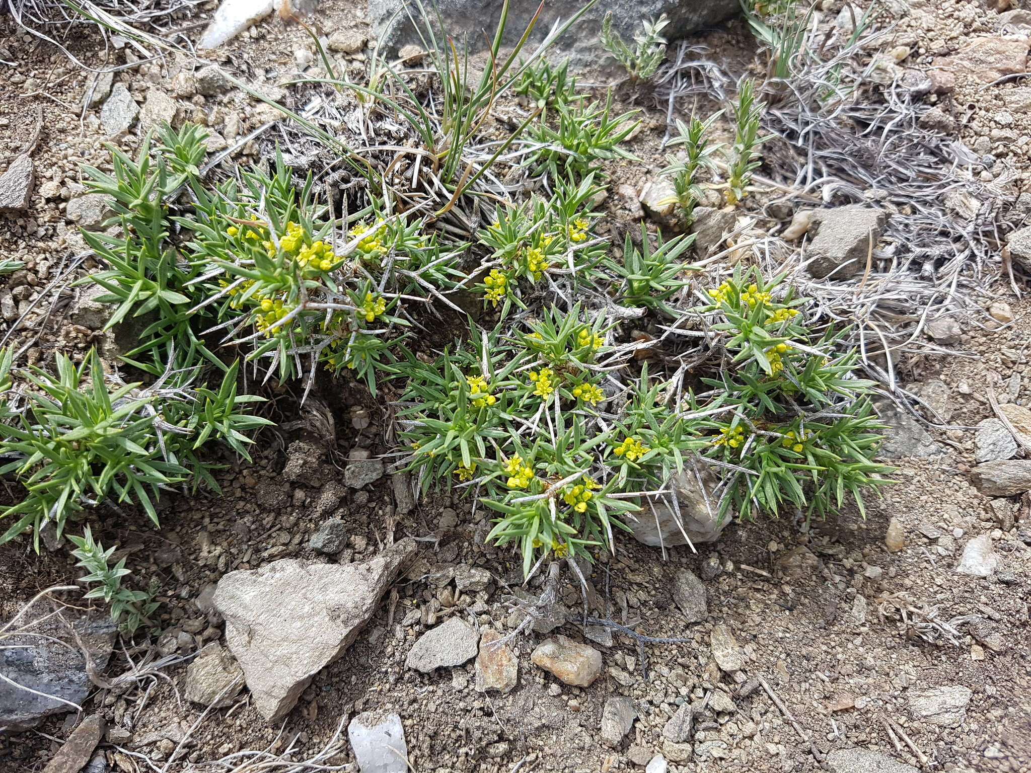 Imagem de Azorella prolifera (Cav.) G. M. Plunkett & A. N. Nicolas