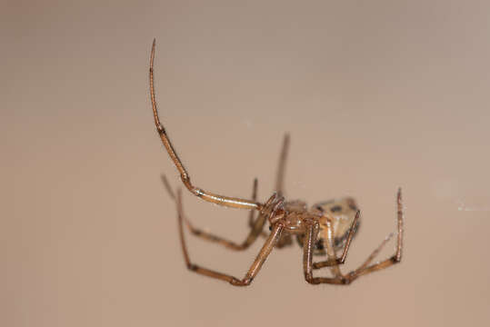 Image of Steatoda castanea (Clerck 1757)