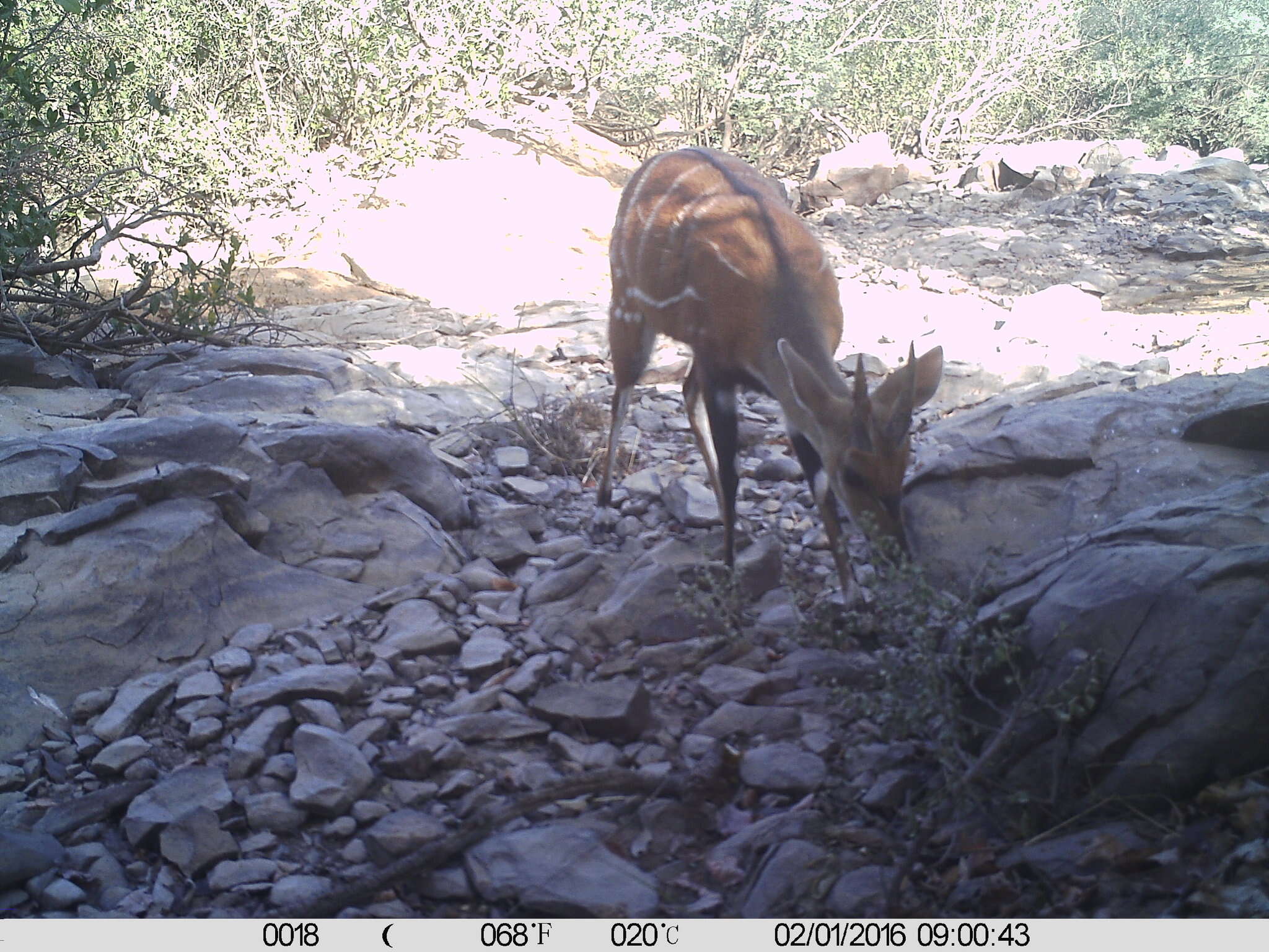 Image of Bushbuck