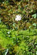 Image de Endocellion glaciale (Ledeb.) Kuprian.