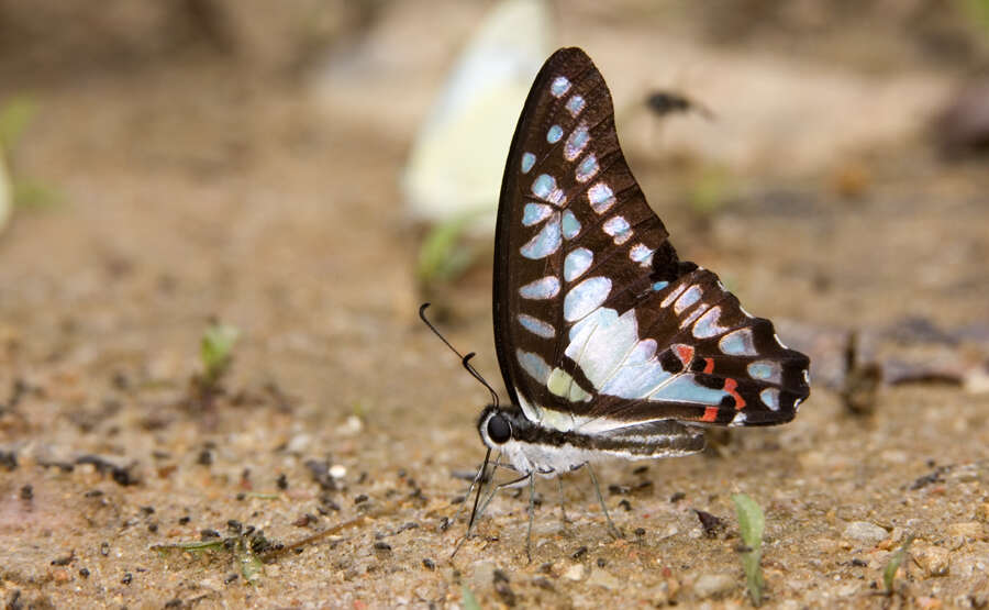 Graphium evemon (Boisduval 1836) resmi