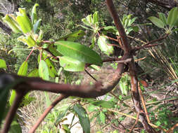 Image of Texas madrone