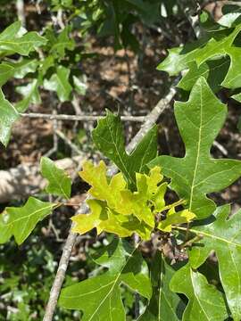 Image of Georgia Oak