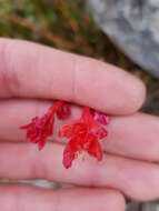 Sivun Gladiolus nerineoides G. J. Lewis kuva