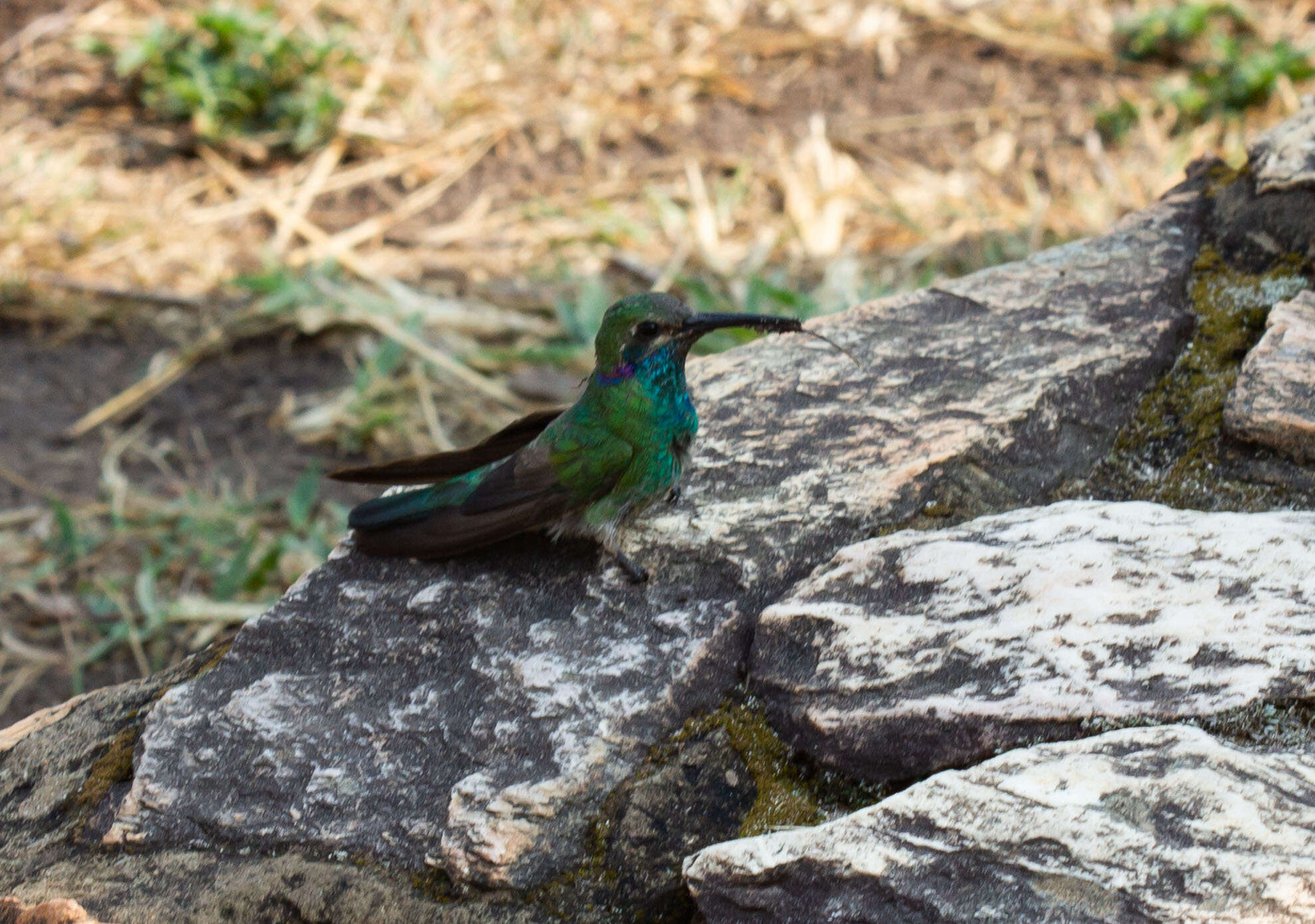 Image of White-vented Violet-ear