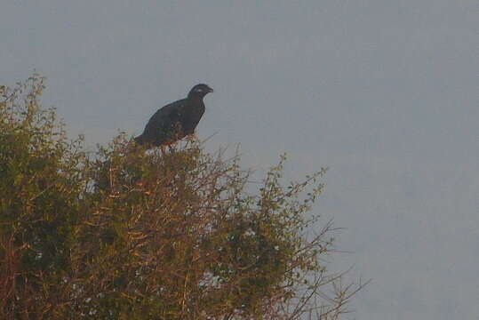 Image of Black Francolin