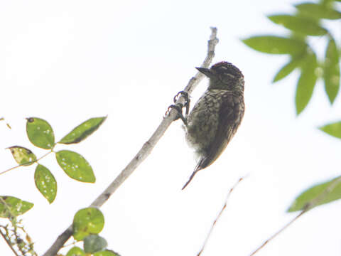 Image of Scaled Piculet