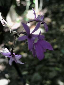 Image of Epidendrum centropetalum Rchb. fil.