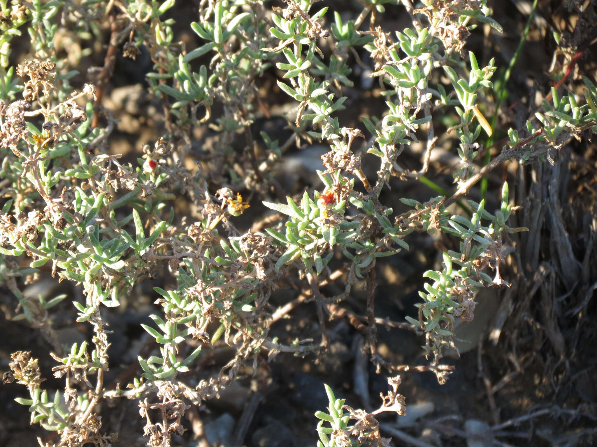 Imagem de Delosperma testaceum (Haw.) Schwant.