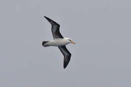 Image of Thalassarche melanophris impavida