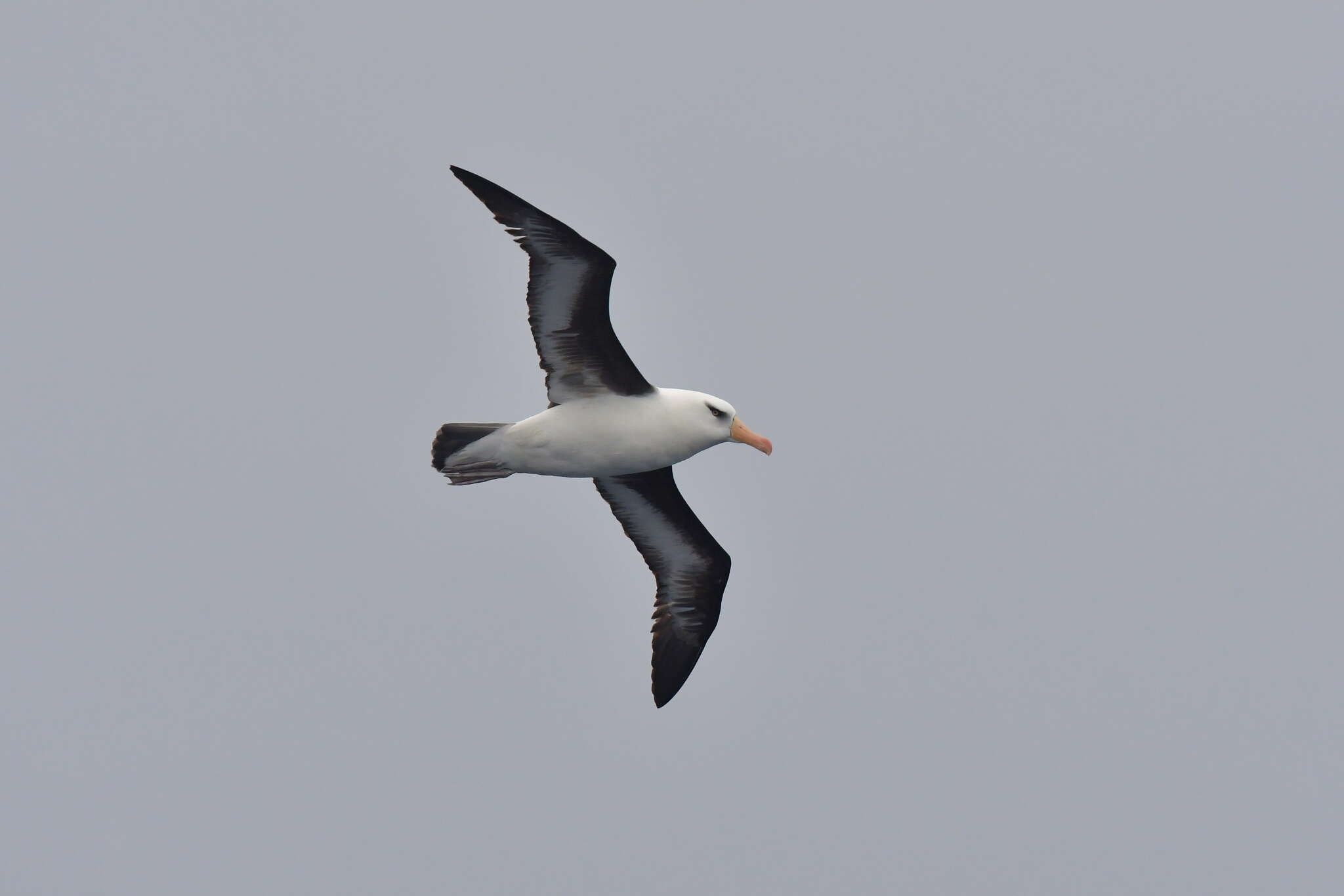 Image de Thalassarche melanophris impavida