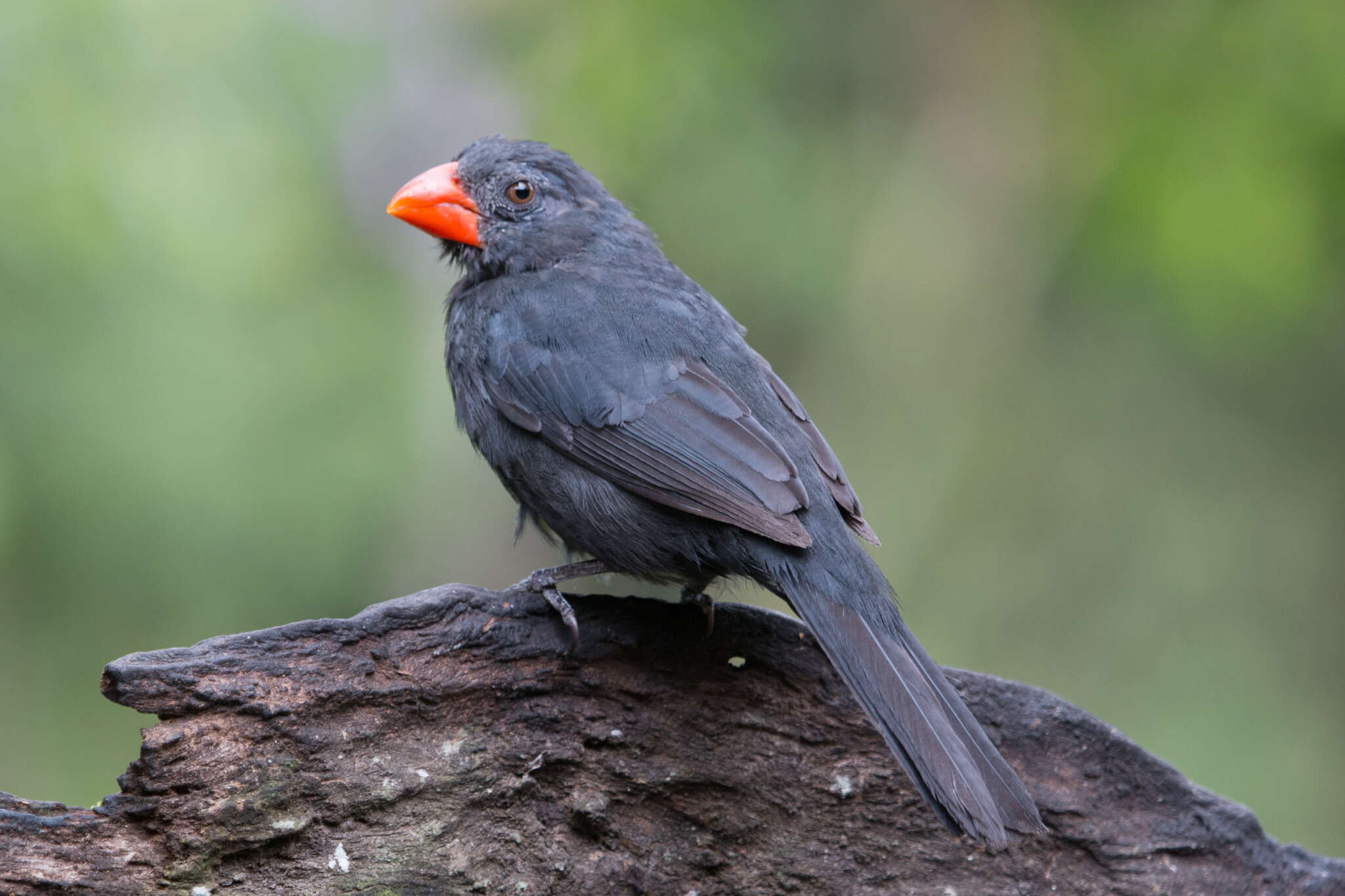 Image of Black-throated Grosbeak