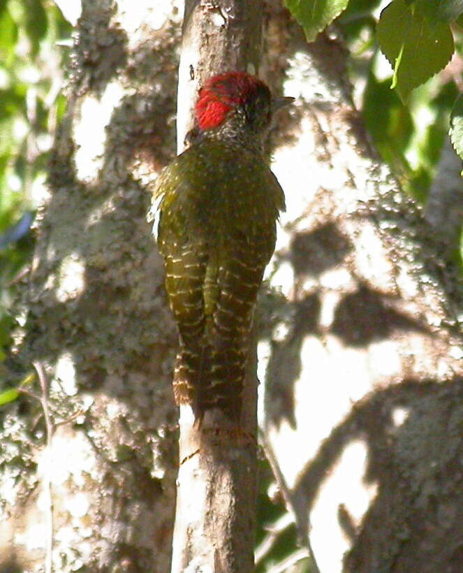 Image of Knysna Woodpecker