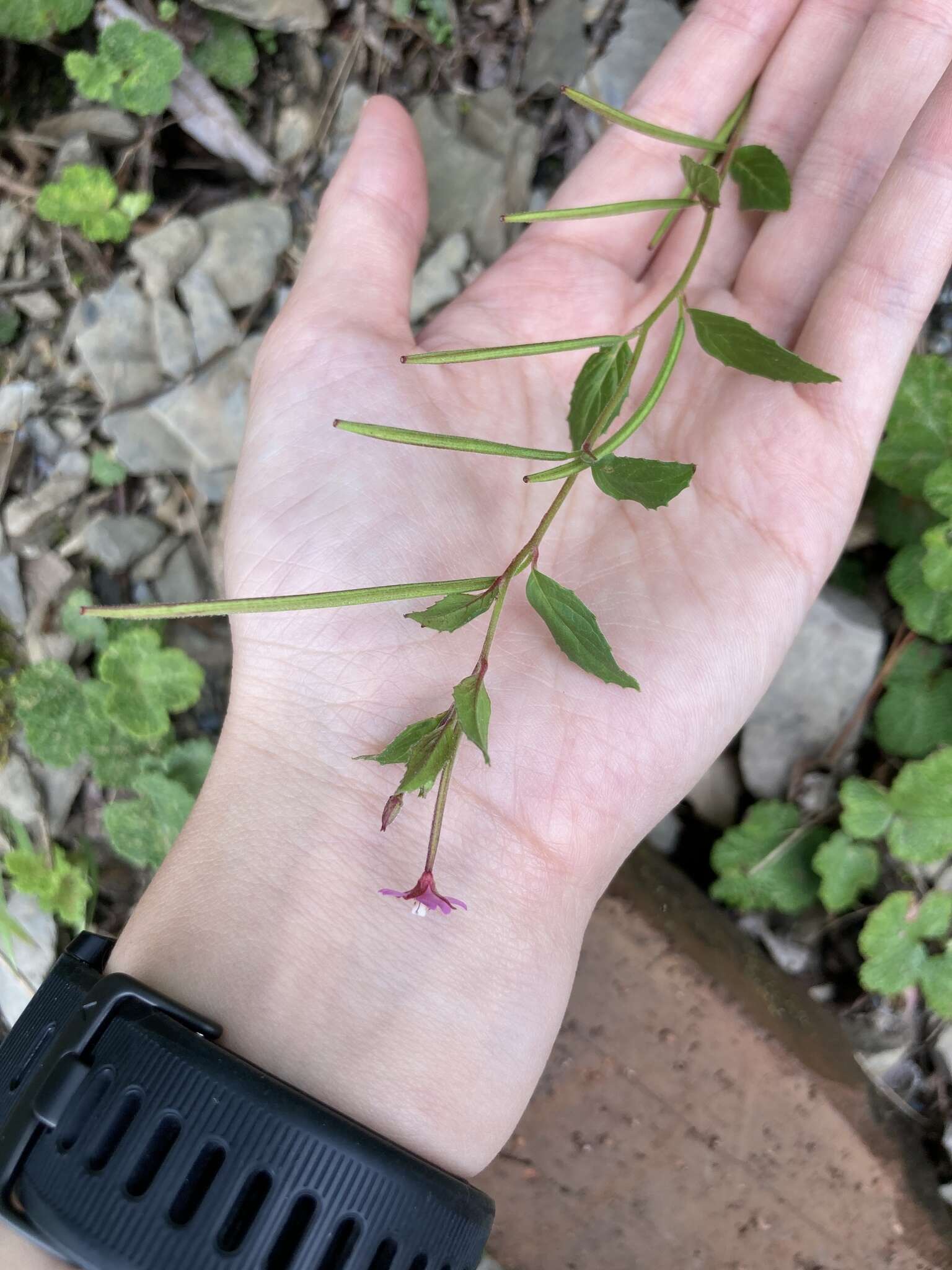 Imagem de Epilobium brevifolium subsp. trichoneurum (Hausskn.) Raven