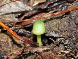 Imagem de Entoloma necopinatum E. Horak 1978