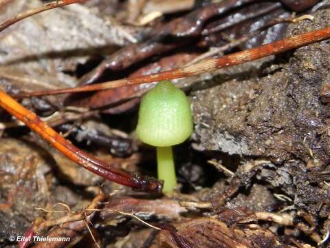 Imagem de Entoloma necopinatum E. Horak 1978