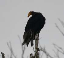 Image of Greater Yellow-headed Vulture