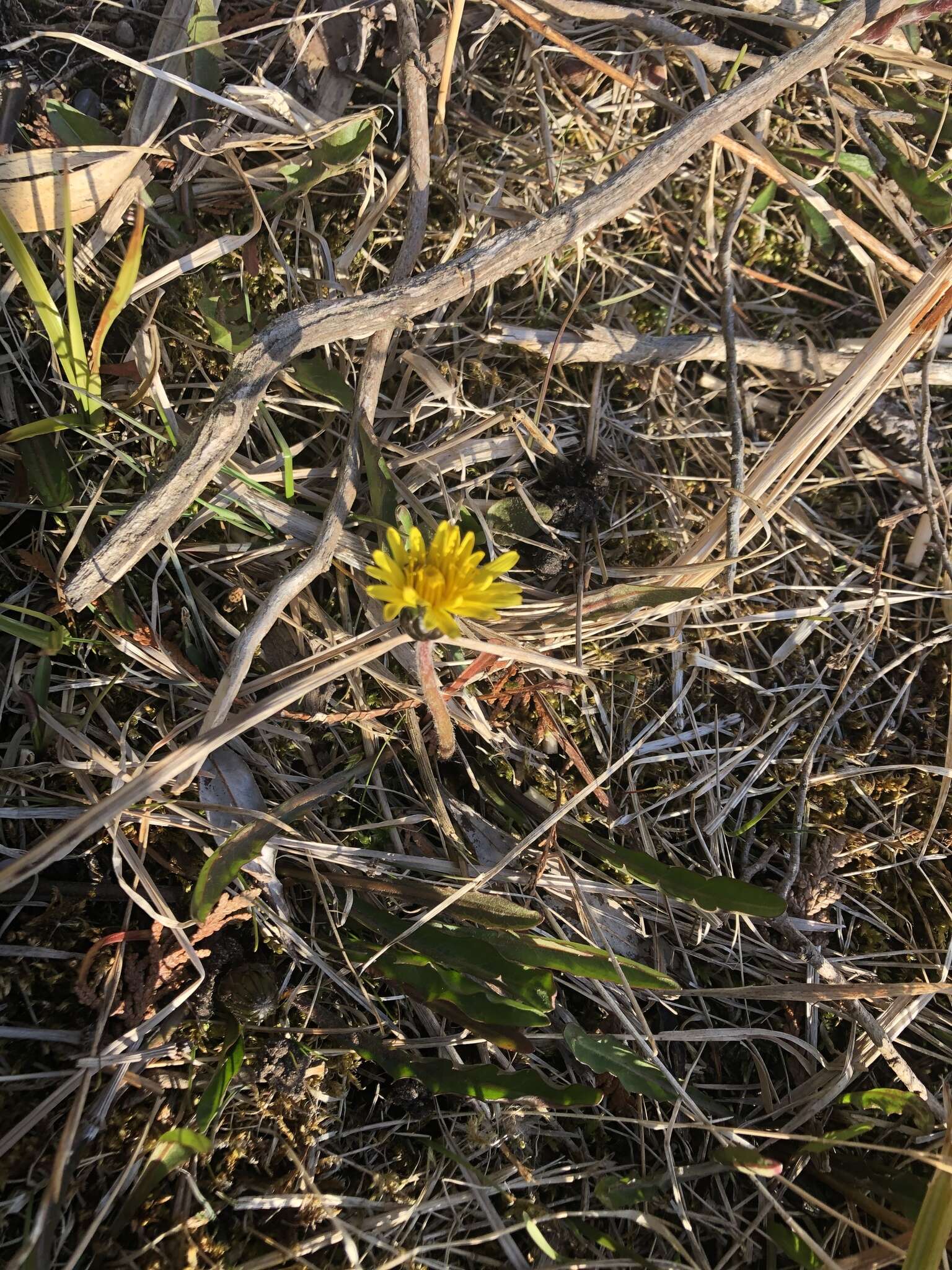 Image de Taraxacum palustre (Lyons) Symons