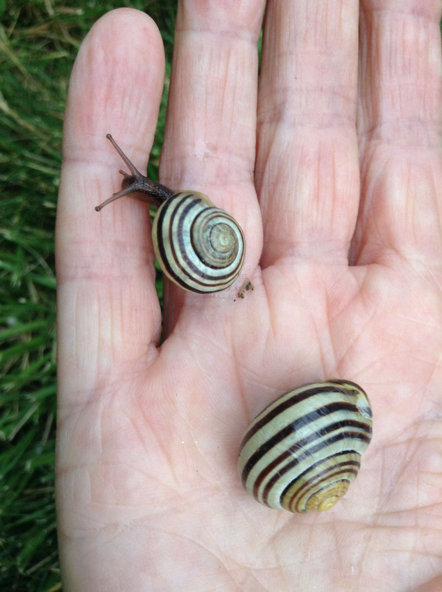 Image of Brown Lipped Snail